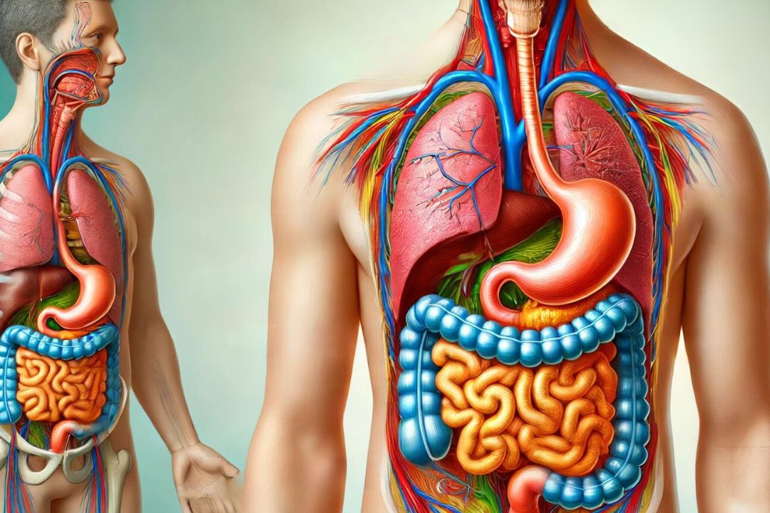 Sistema Digestivo Qué es y cuál es su función