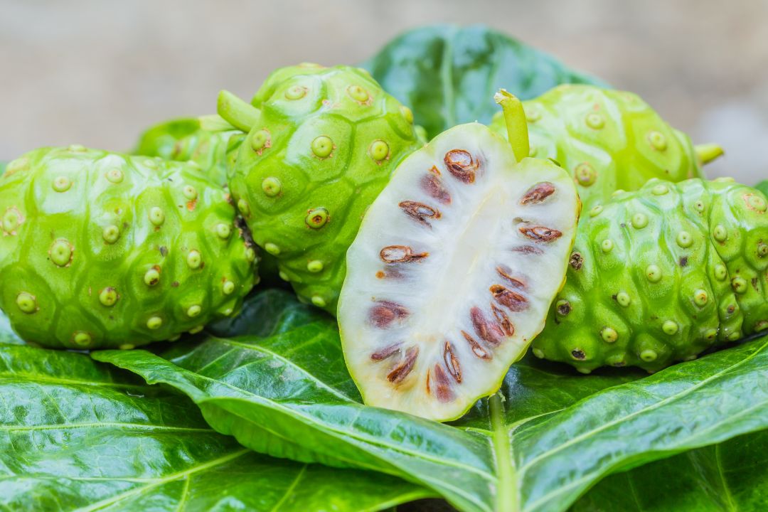Noni Beneficios y enfermedades que cura
